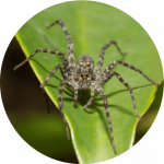 wolf spider