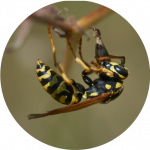 wasp