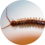 centipede