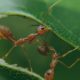 ants