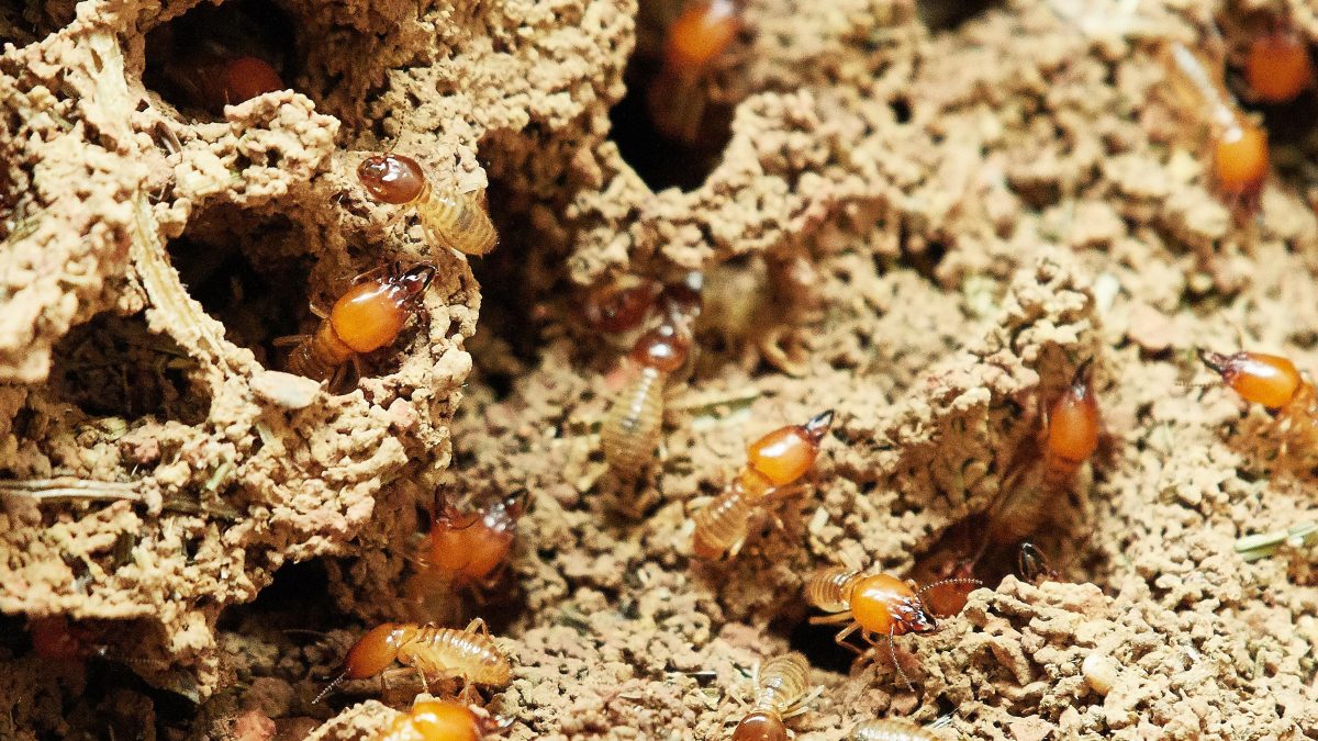 termites
