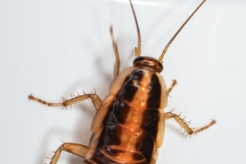 cockroach