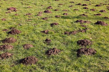 dirt mounds made from moles