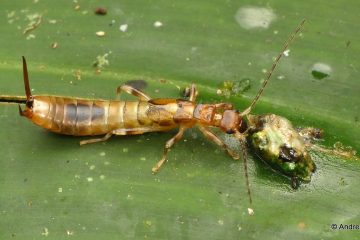 earwig