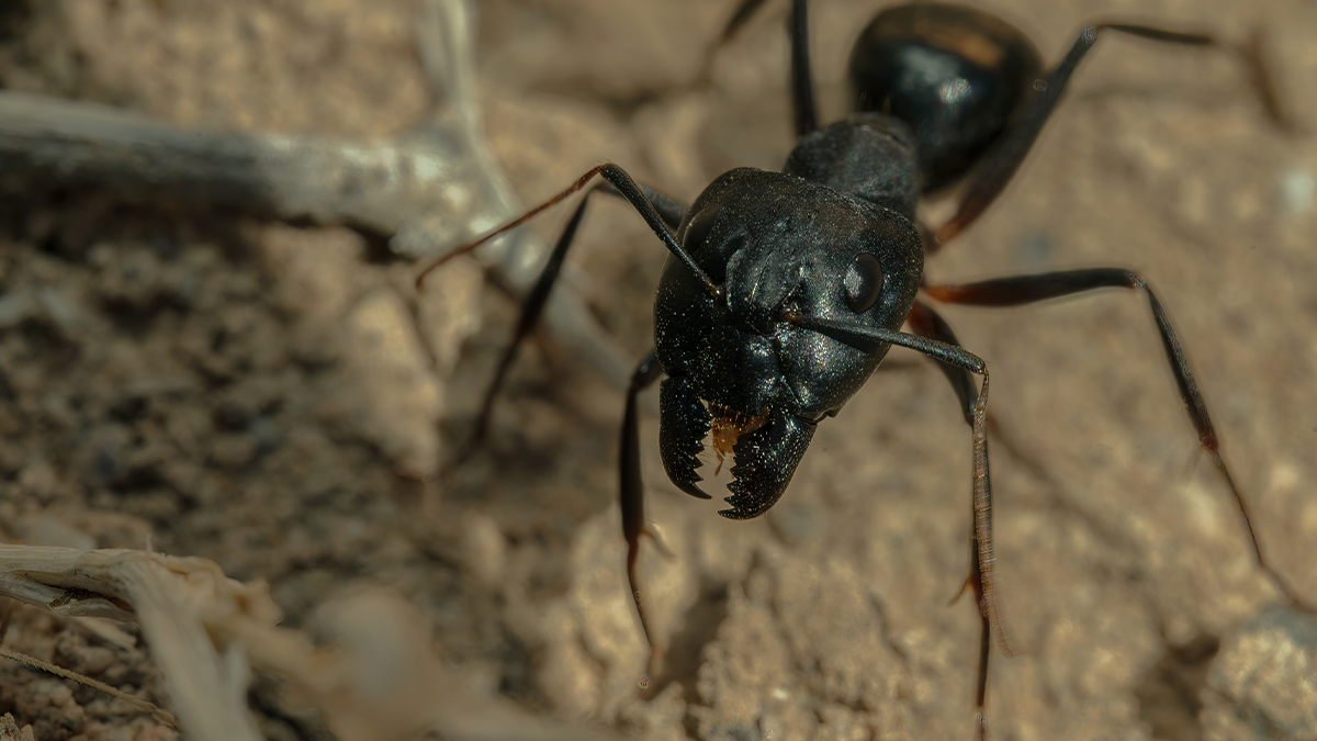 carpenter ant