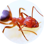 Red ant Solve Pest Control Houston